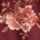 BURGUNDY-MULTI