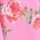 PINK-ORANGE