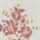 IVORY-PINK