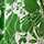 GREEN-WHITE
