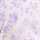 IVORY-LILAC